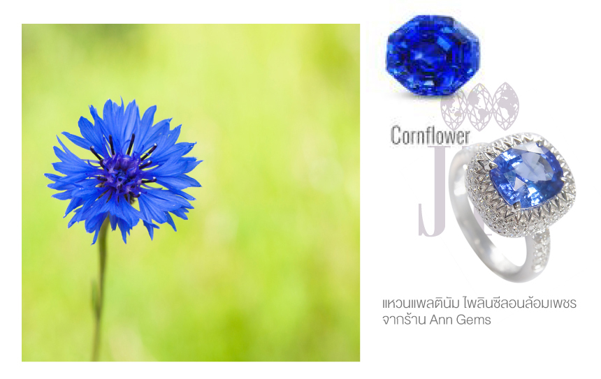 เคล็ดลับการเลือกซื้อไพลิน (Blue Sapphire) ที่ดีควรเลือกยังไง?