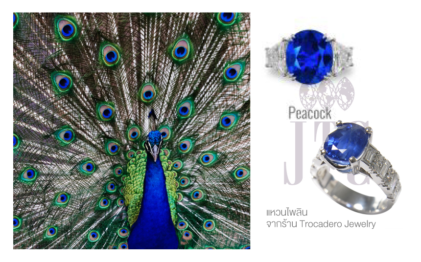 เคล็ดลับการเลือกซื้อไพลิน (Blue Sapphire) ที่ดีควรเลือกยังไง?